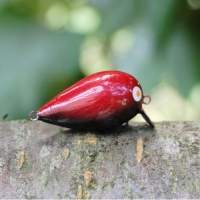 Воблер Буг Пуголовок 40S червоно-чорний 0.4 м 4.5 м Фотографія